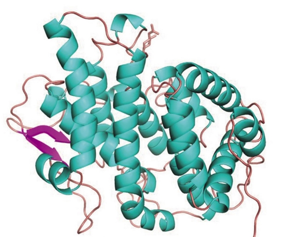 鸭嘴兽乳汁中的具有抗菌作用的蛋白质具有奇特的螺旋构造