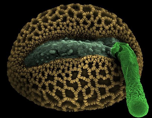 植物花粉中的精子无法独自移动，因此必须通过侵入型“花粉管”携带至另一株植物的卵子中